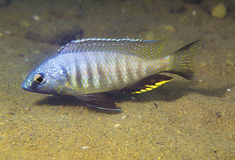 Mchenga thinos 'Chidunga Rocks'